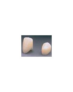 House Brand #64 Lower Anterior (Long) Polycarbonate Crown Form, Box of 5 Crown